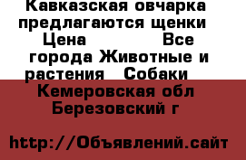 Кавказская овчарка -предлагаются щенки › Цена ­ 20 000 - Все города Животные и растения » Собаки   . Кемеровская обл.,Березовский г.